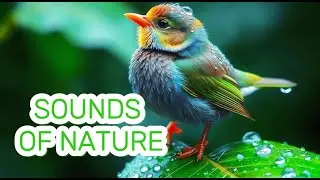 🌿 Sounds of nature | Nature's Most Exquisite Birds for Ultimate Relaxation#birdsong #relaxing