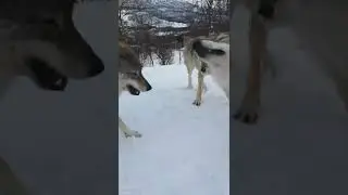 Wolves playing 😁❤️🐺