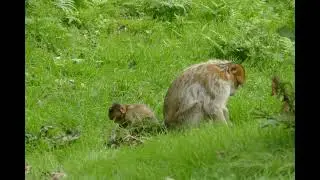 Monkey 4k Ultra Video || Monkey Meeting Video | Monkey Lifestyle | Animal World | Monkey Part 48 ||