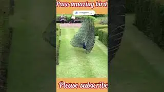 #shorts #peahen #peahens #short #shortvideo #planet_of_animals #wildlife #wildanimal #birds #bird