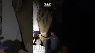 Poor cat 😢 stuck on a tree & crying for help| Tactical Rescue | AWCS #cat #catrescue #hyd #viral