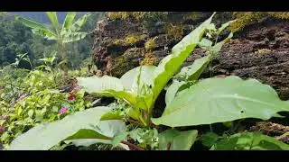 planta Silvestre comestible.