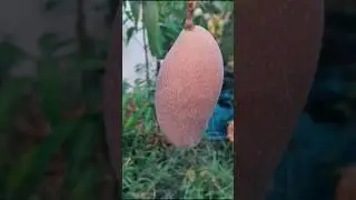 Japanese mango Verity #shortvideo #viral #manga #japanesemango