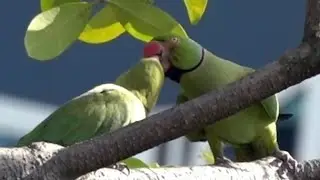 Courtship Feeding: ROSE-RINGED PARAKEET