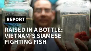 Fighting fish raised alone in recycled bottles in Vietnam | AFP