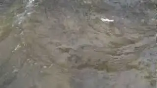 Movement of the real minnow lure
