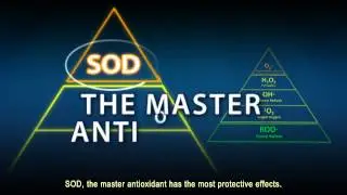 Superoxide Dismutase SOD A powerful primary antioxidant