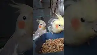 cocktail parrot,birds #pets #viral  