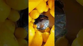 Собираю лимоны 🍋 в магазине / супермаркете #лимон #лимоны #360camera #360video #insta360 #видео360