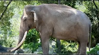 Legendary 'Patriarch' Elephant Dies at Age 56 on Thanksgiving Day in Zoo Miami | NBC 6 Miami