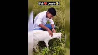 fair lovely #❤ handsome#se  goat #funny video. 🤣😆😜