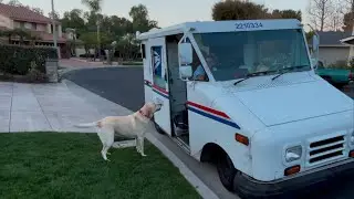 Patiently Waiting for Treats: Labrador Retriever Greets Mail Carrier