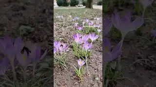 2024 Fr&uuml;hling im Alten Kurpark Bad Soden(3)