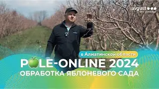 Обработка яблоневого сада. Pole-Online 2024 #сады #яблони #agro