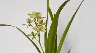 兰花水培之如何施肥