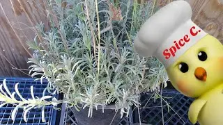 All about Provence Lavender