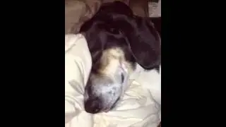 Mya the Beagle dreaming