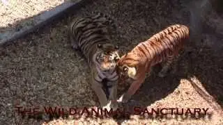The Wild Animal Sanctuary