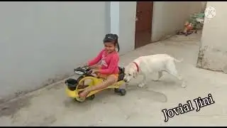 Labrador Dog  # Jini -  ban gayi Engine !