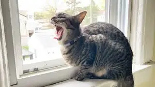 Small Kitty Big Yawn.