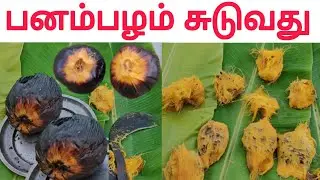 Palm fruit recipe | பனம் பழம் சுடுவது | Palm fruit recipe Tamil | Palmyra juice palm preparation 
