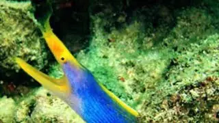 The Ribbon Eel: Mimic of the Waves