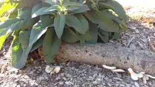 Phoenix Fir Oyster Mushroom on Inoculated Pine Log