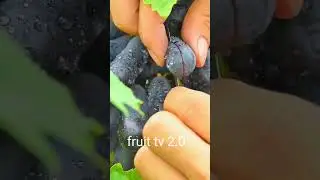 finger Grapes 🍇 / so long / fruit tv 2.0 shorts