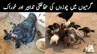 How to save yourself from Chozon by Marny | Real Chozon ki Bmari ka ilaj | Chicks treatment in Su...