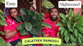 I Ranked All My Calatheas From Easiest to Hardest (After Years of Owning Them)