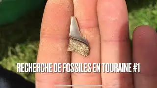 Recherche de fossiles en Touraine #1