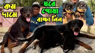 Rottweiler Home Breed Puppies Sale Low Price. Dog Market in Kolkata. Kolkata Dog Market.