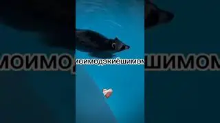 #мем #зайчик #еноты