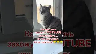 Ну когда зарплата? #2025 #cat #видосыоткота #reels #кот