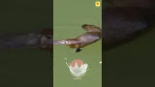 The Platypus is WEIRD pokemon #quranrecitation #qurantilawat #wildlife #islamictext