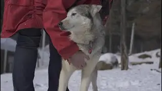 Dogsledding Adventures