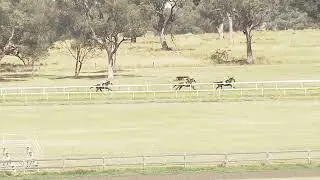 Quirindi 26 12 2025 Race 5