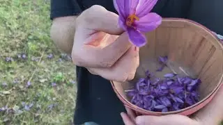 Growing saffron in Wisconsin