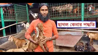 আমাদের খামার হতে ছাগল কেনার পদ্ধতি || 01988883104 || How to buy goats from our farm.