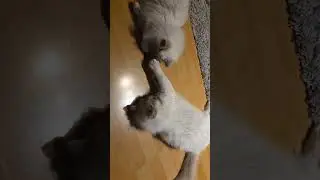 Mila & Ellie Silverwine Spielzeug #birma #cat #cute  #spielen 