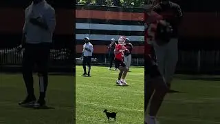 Browns Rookie QBs Working OutOn Day 3 of Mini-Camp |#shedeursanders #dillongabriel #clevelandbrowns