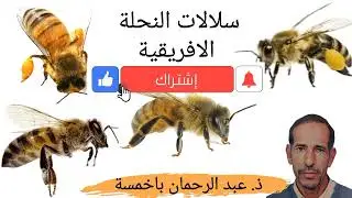 سلالات النحلة الافريقية