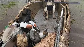 Final cut ... End of season duck decoying 2020/21 Wildfowling Somerset levels