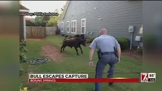 No bull! Bovine escapes capture in Boiling Springs