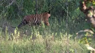 Tiger sighting at Gothangaon Gate [Umred-Karhandla Wildlife Sanctuary]