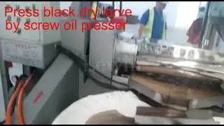 How to extract oil from Black Soldier Fly Larvae