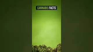 The Secrets of Cannabis: The Unique Characteristics of Sativa, Indica, and Ruderalis #shorts #facts