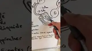 La maladie de la salmonella chez les canaris(mode opératoire/ risque d'utilisation d'antibiotiques)