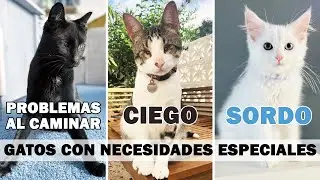 CUIDADOS de GATOS SORDOS, CIEGOS o CON PROBLEMAS AL CAMINAR 🐱❤️🤲| Gatos con NECESIDADES ESPECIALES