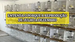ENTENDA O PORQUE DA REPRODUÇÃO DOS CANÁRIOS É DE JULHO A DEZEMBRO.
